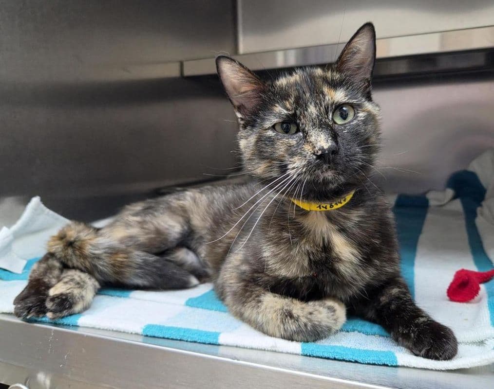 Clover - Domestic Short Hair cat available for adoption at Edmonton Humane Society in Calgary