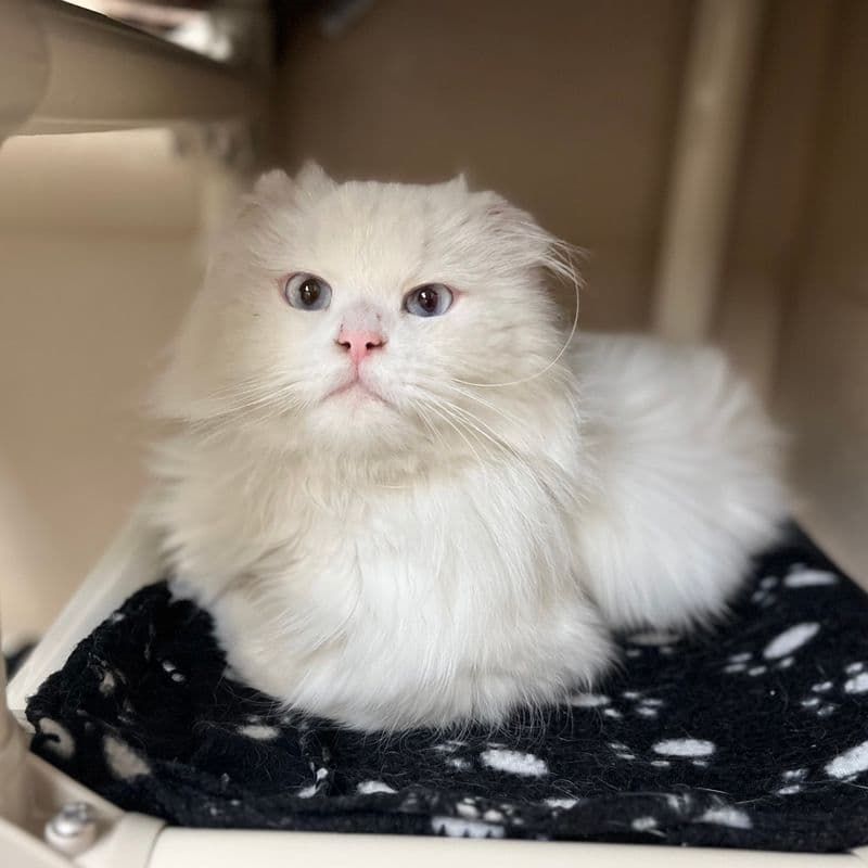 Romeo - Domestic Long Hair cat available for adoption at Edmonton Humane Society in Calgary