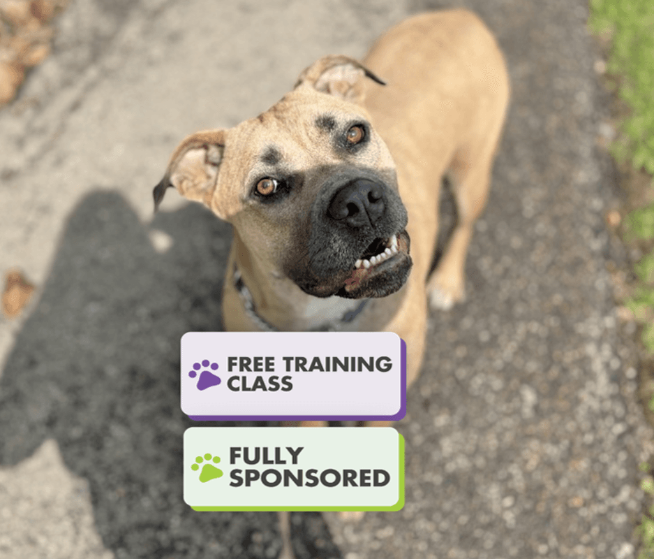 Ellie Mae - American Staffordshire Terrier available for adoption