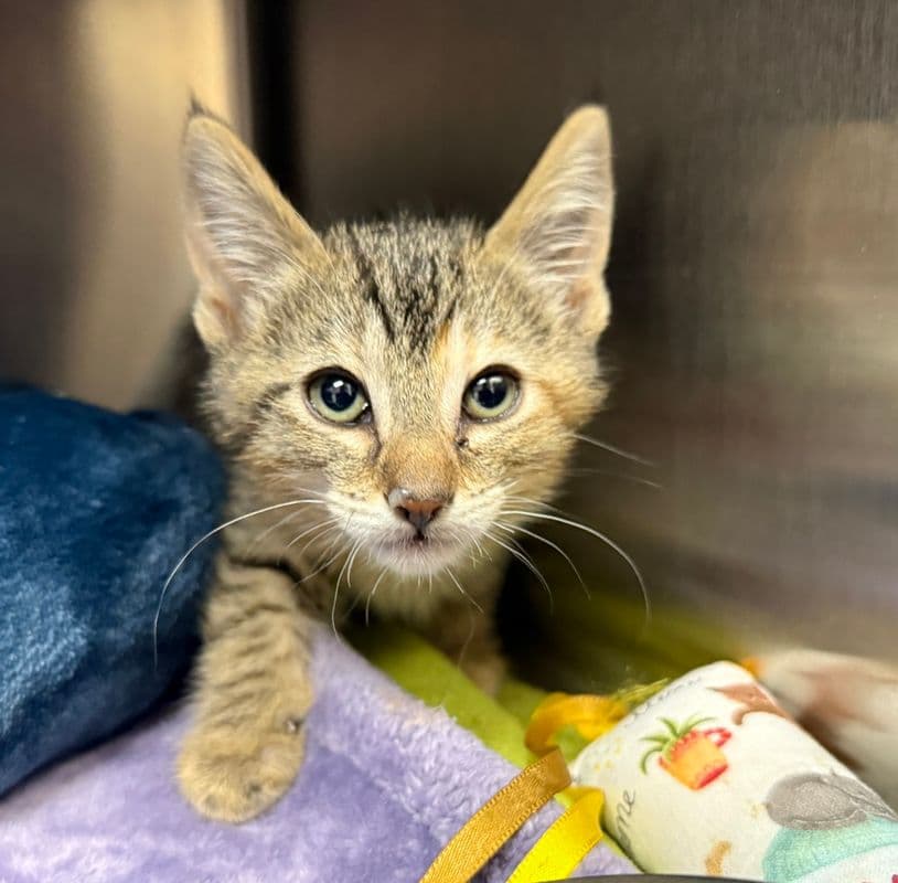Sgaeyl - Domestic Short Hair cat available for adoption at Edmonton Humane Society in Calgary