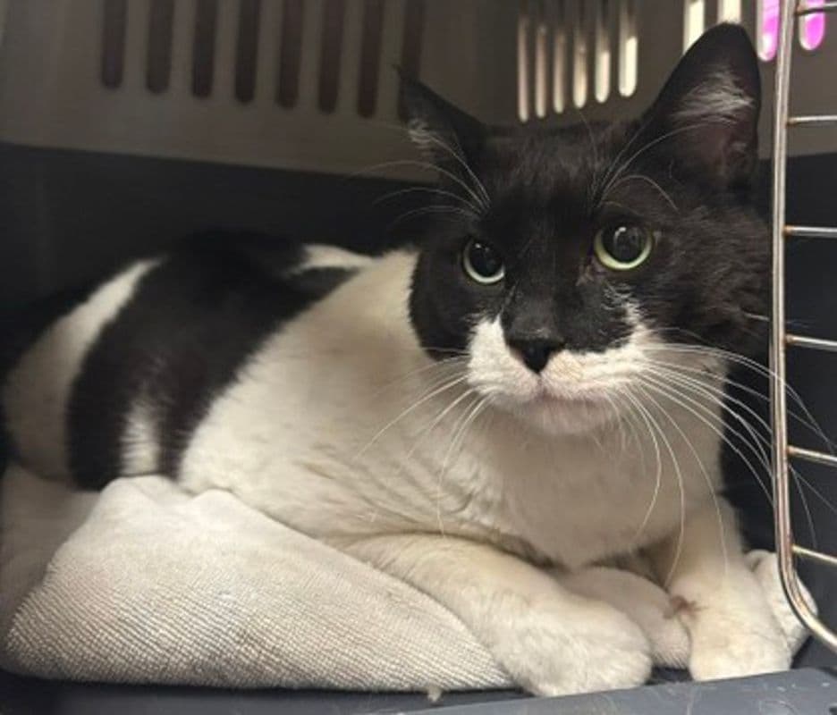 Honey - Domestic Short Hair cat available for adoption at Edmonton Humane Society in Calgary