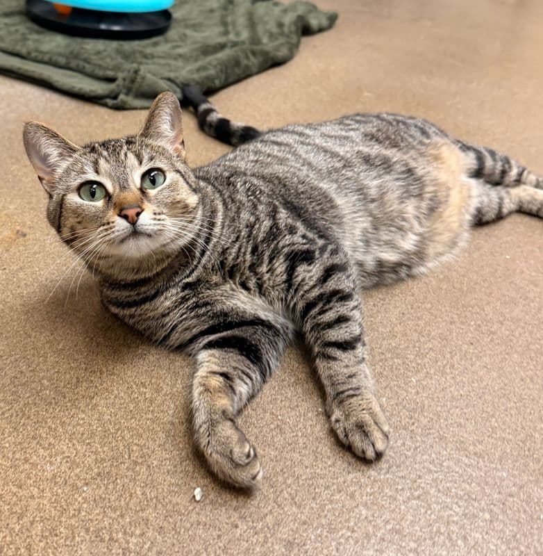 Mrs. Business - Domestic Short Hair cat available for adoption at Edmonton Humane Society in Calgary