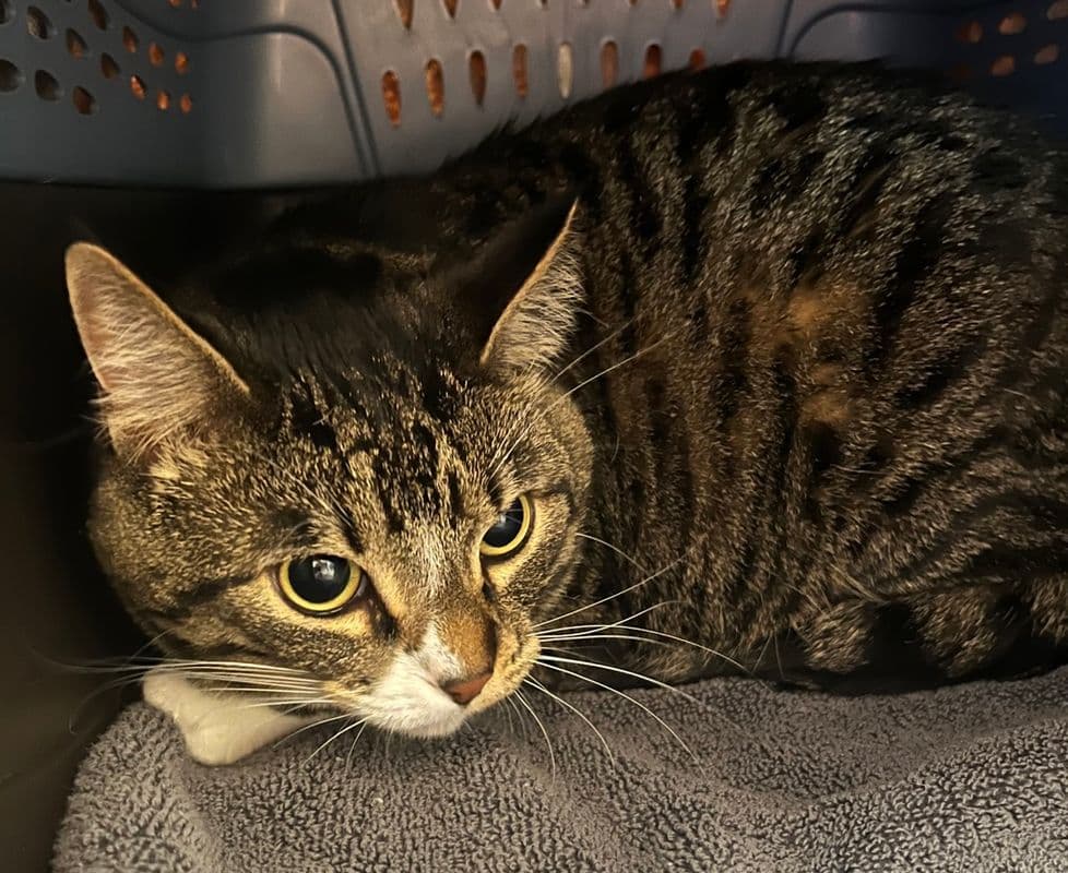 Pesto - Domestic Short Hair cat available for adoption at Edmonton Humane Society in Calgary