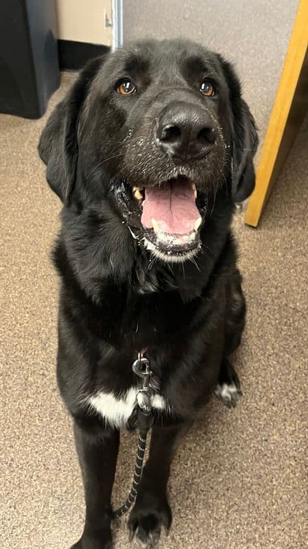 Gus - Great Pyrenees - German Shepherd available for adoption at Edmonton Humane Society in Calgary