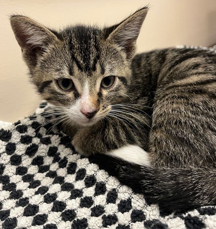 MacChiato - Domestic Short Hair cat available for adoption at Edmonton Humane Society in Calgary