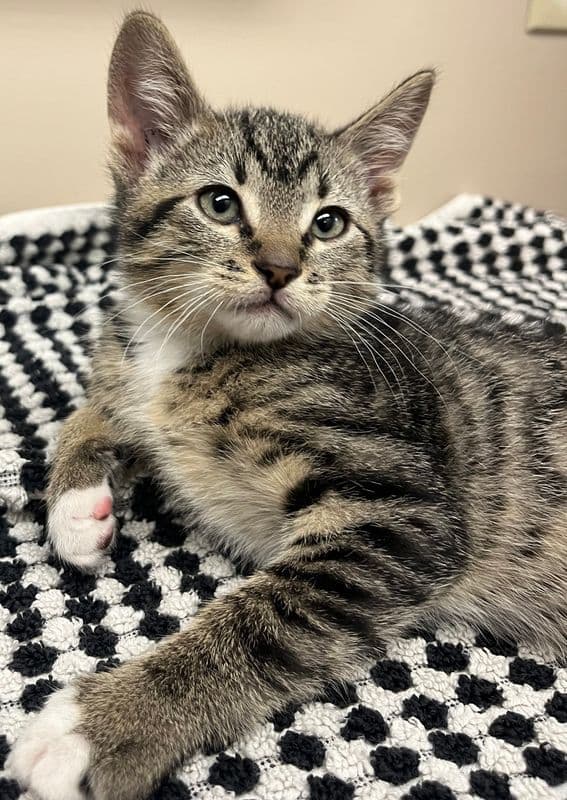 Cappucino - Domestic Short Hair cat available for adoption at Edmonton Humane Society in Calgary