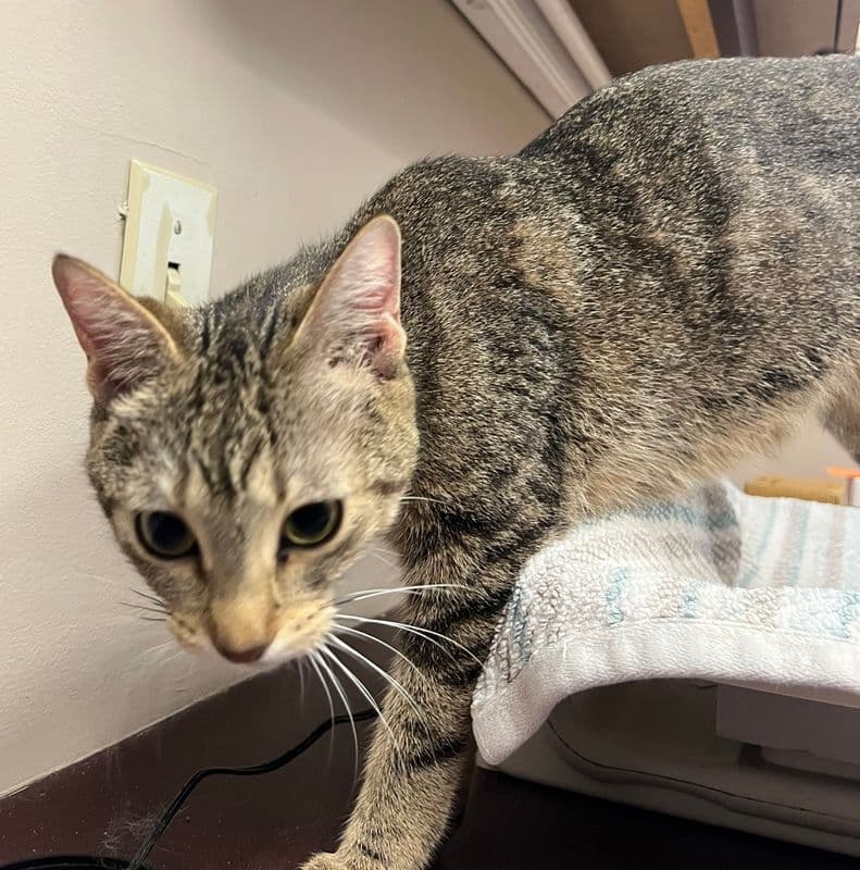 Latte - Domestic Short Hair cat available for adoption at Edmonton Humane Society in Calgary