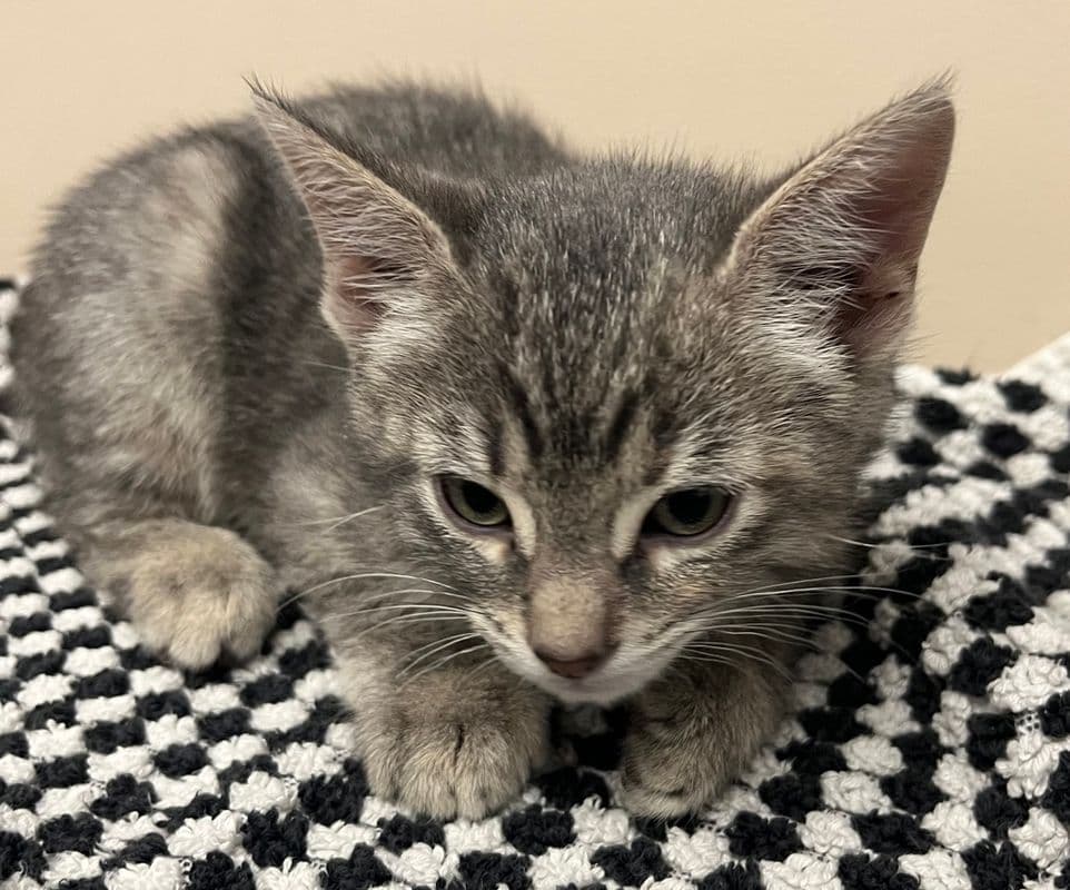 Mocha - Domestic Short Hair cat available for adoption at Edmonton Humane Society in Calgary