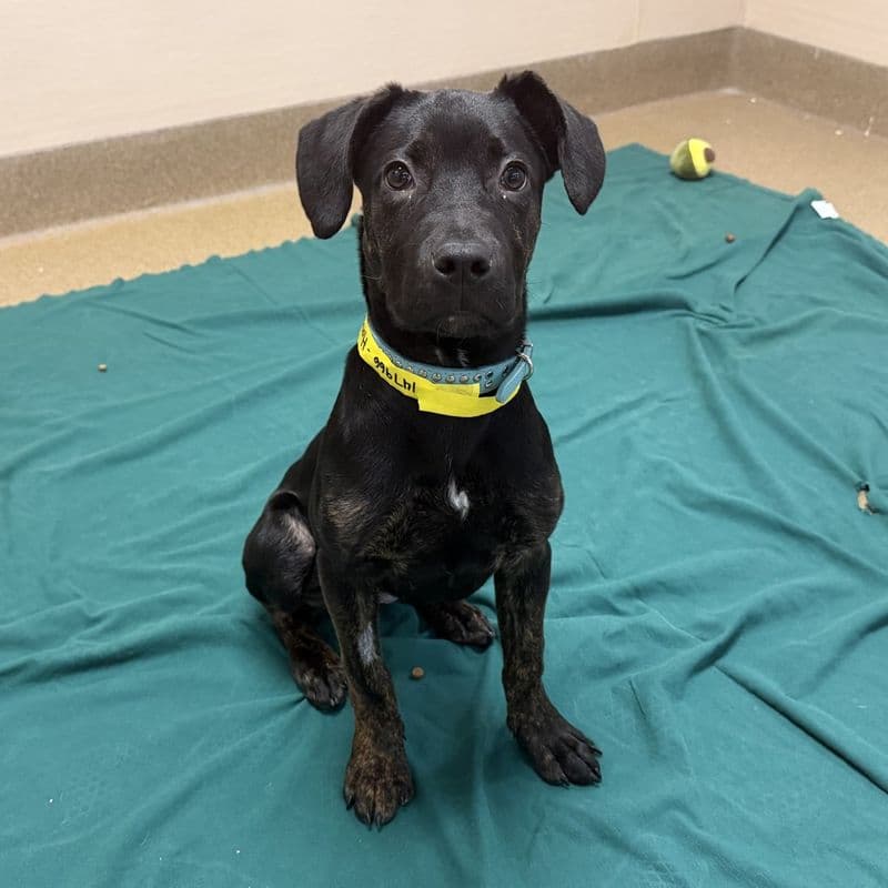 Hazel Nut - Shepherd - American Staffordshire Terrier available for adoption at Edmonton Humane Society in Calgary