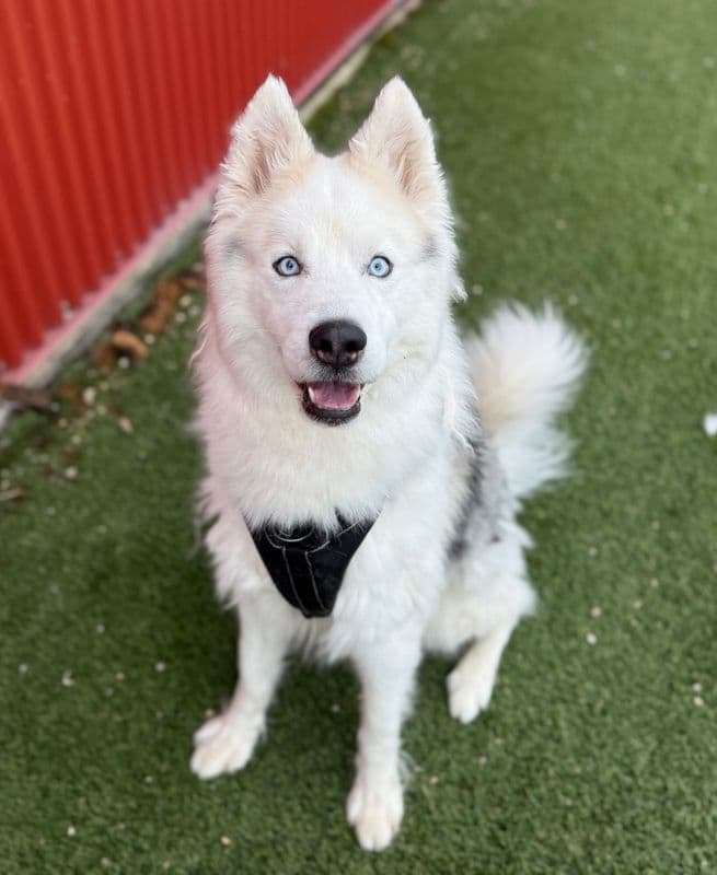 Angelo - Siberian Husky available for adoption at Edmonton Humane Society in Calgary