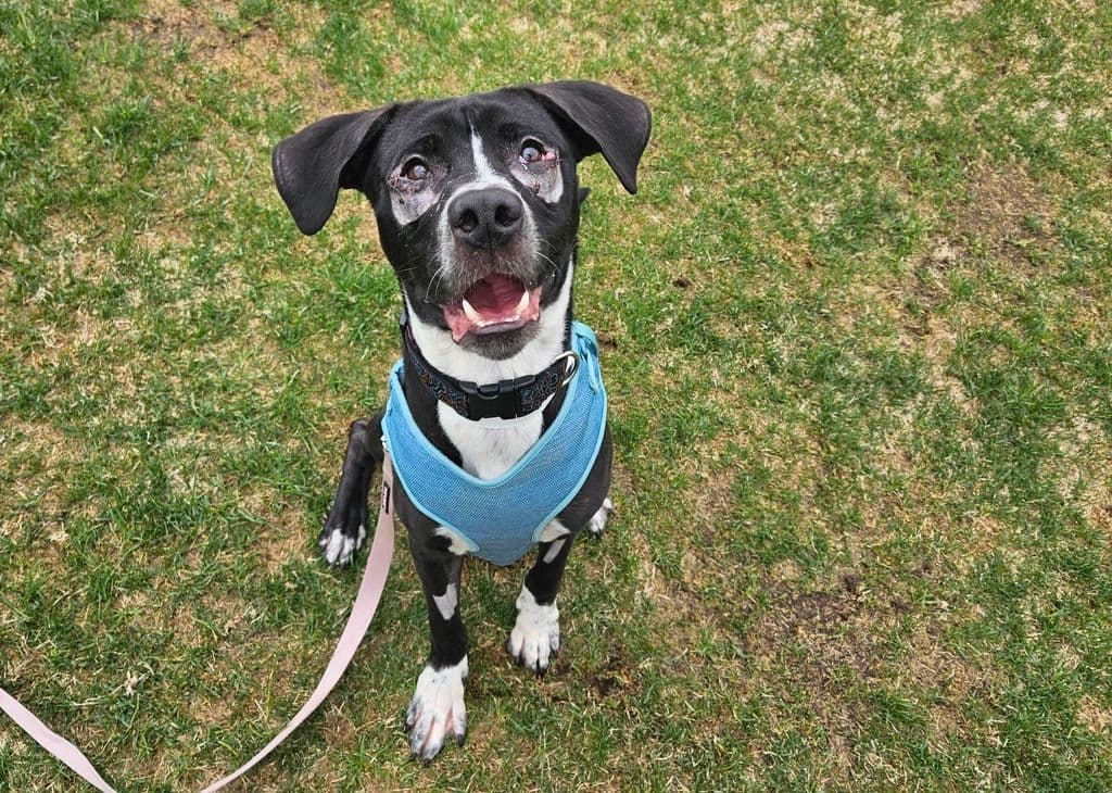 Jasper - American Staffordshire Terrier available for adoption at Edmonton Humane Society in Calgary