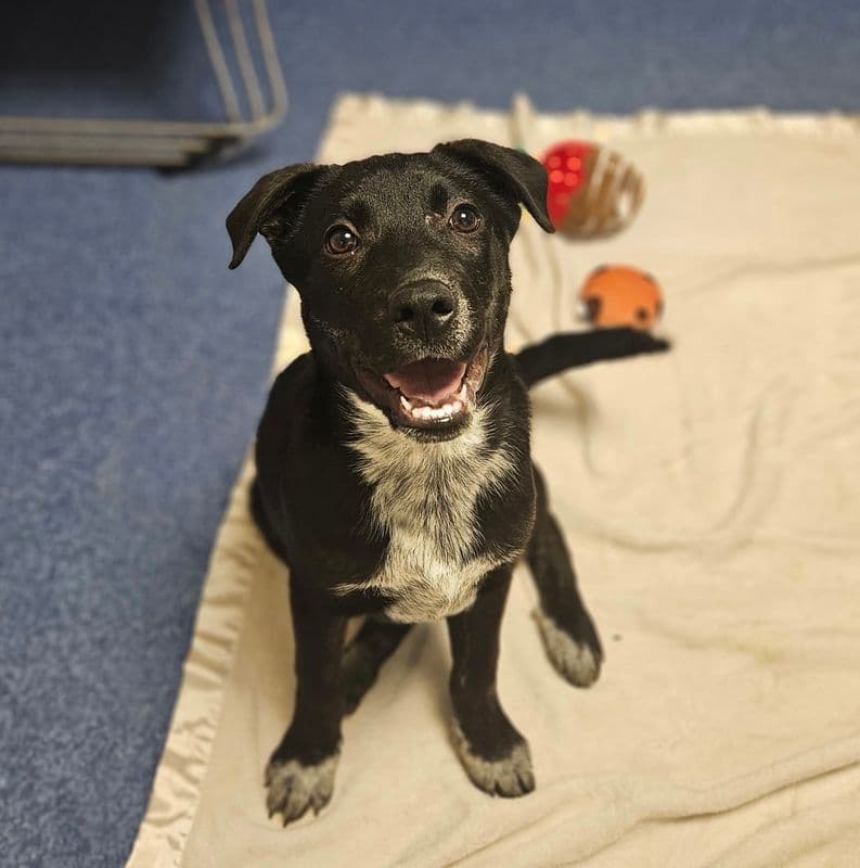Cattail - Labrador Retriever available for adoption at Edmonton Humane Society in Calgary