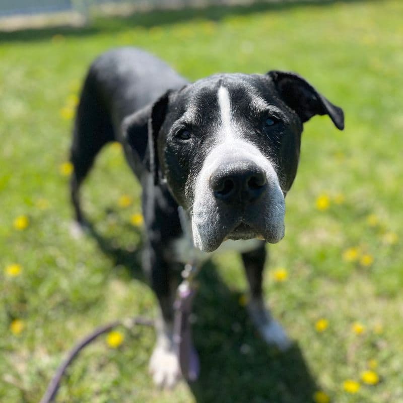 Doko - American Staffordshire Terrier available for adoption at Edmonton Humane Society in Calgary