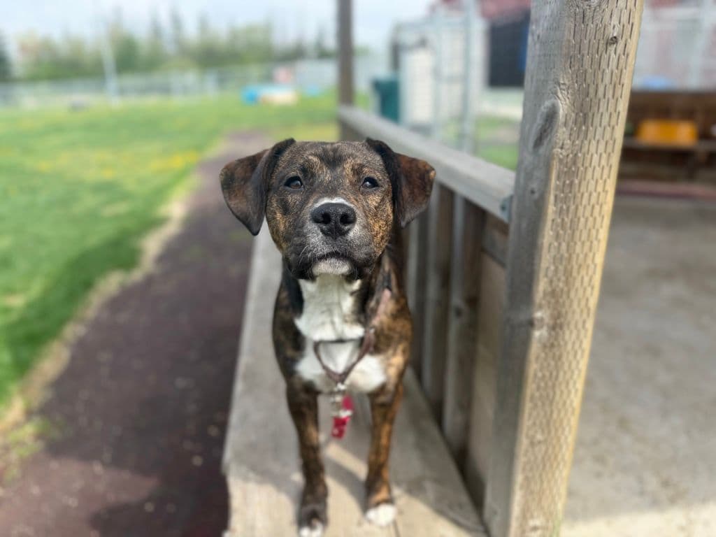 Sierra - American Staffordshire Terrier available for adoption at Edmonton Humane Society in Calgary