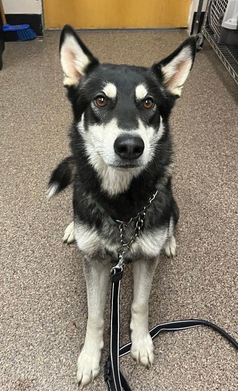 Max - Siberian Husky available for adoption at Edmonton Humane Society in Calgary
