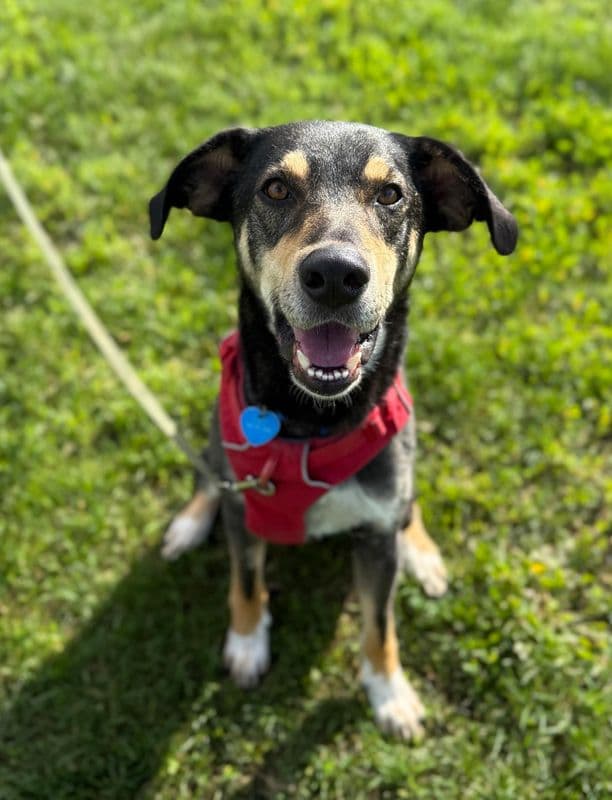 Kip - Shepherd available for adoption