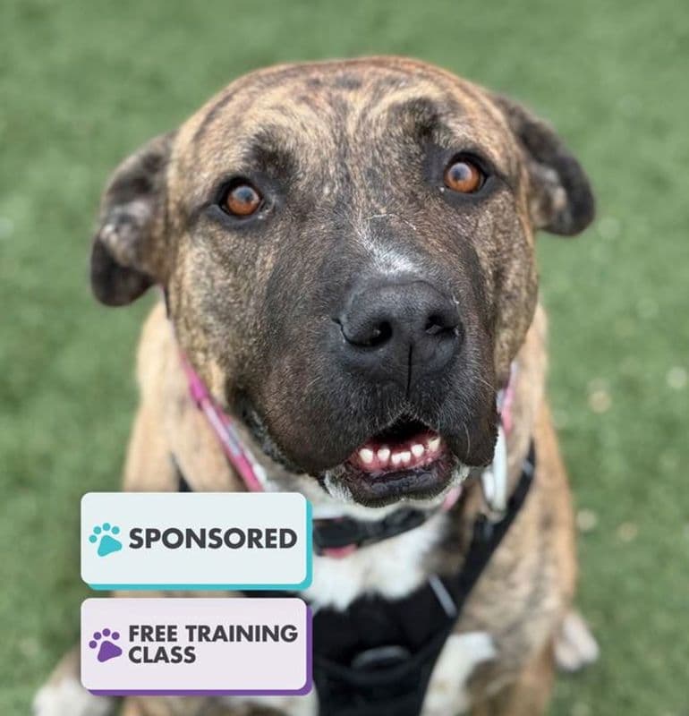 Rocky Road - American Staffordshire Terrier available for adoption