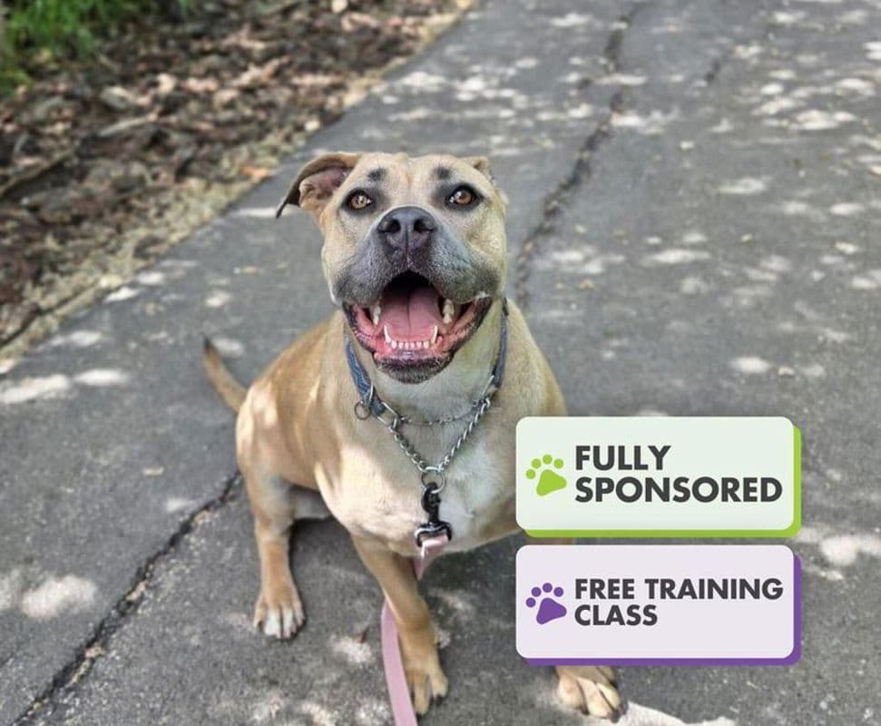 Ellie Mae - American Staffordshire Terrier available for adoption