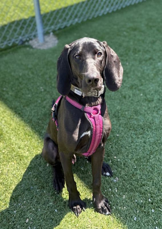 Deputy - Hound available for adoption