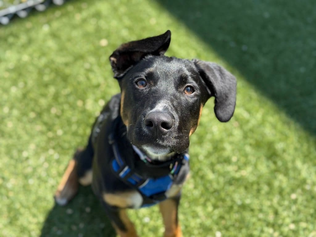 Pepper - Shepherd available for adoption