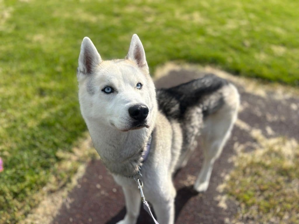 Iqaluk - Siberian Husky available for adoption