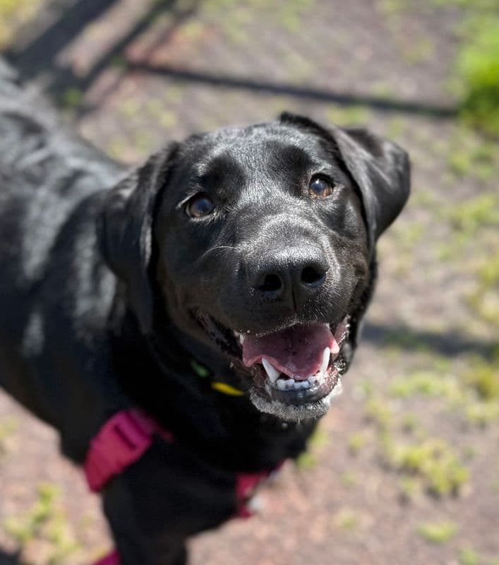 Mira - Labrador Retriever available for adoption