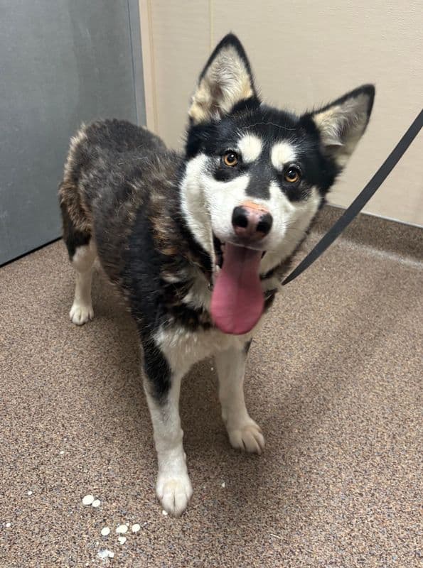 Timber - Siberian Husky available for adoption