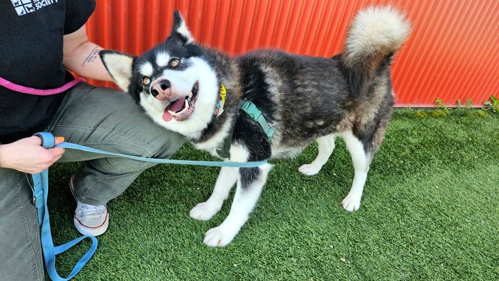 Timber - Siberian Husky available for adoption