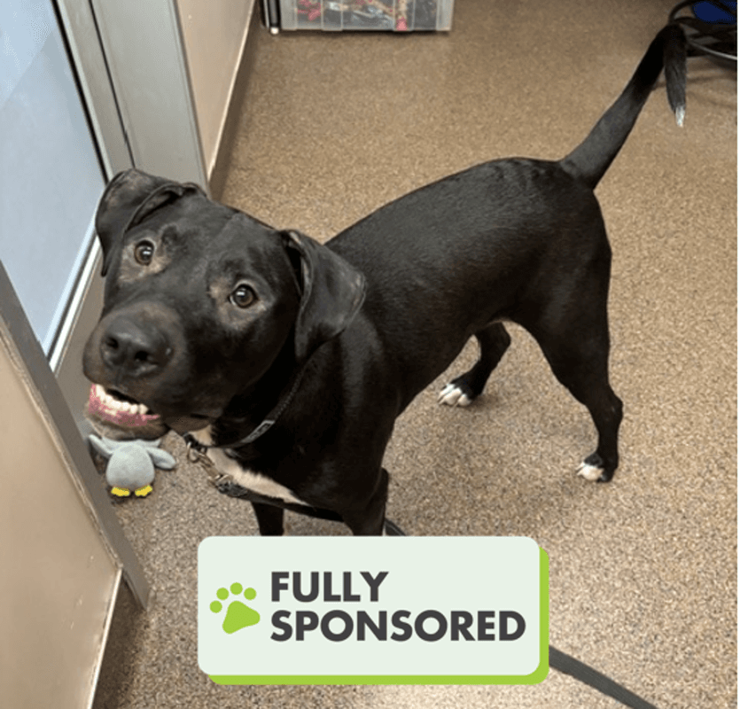 Sc: Loki - American Staffordshire Terrier available for adoption at Edmonton Humane Society in Calgary (1 of 3)