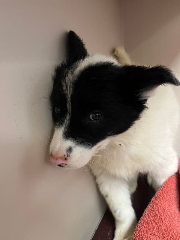 Clarabelle - Australian Shepherd available for adoption