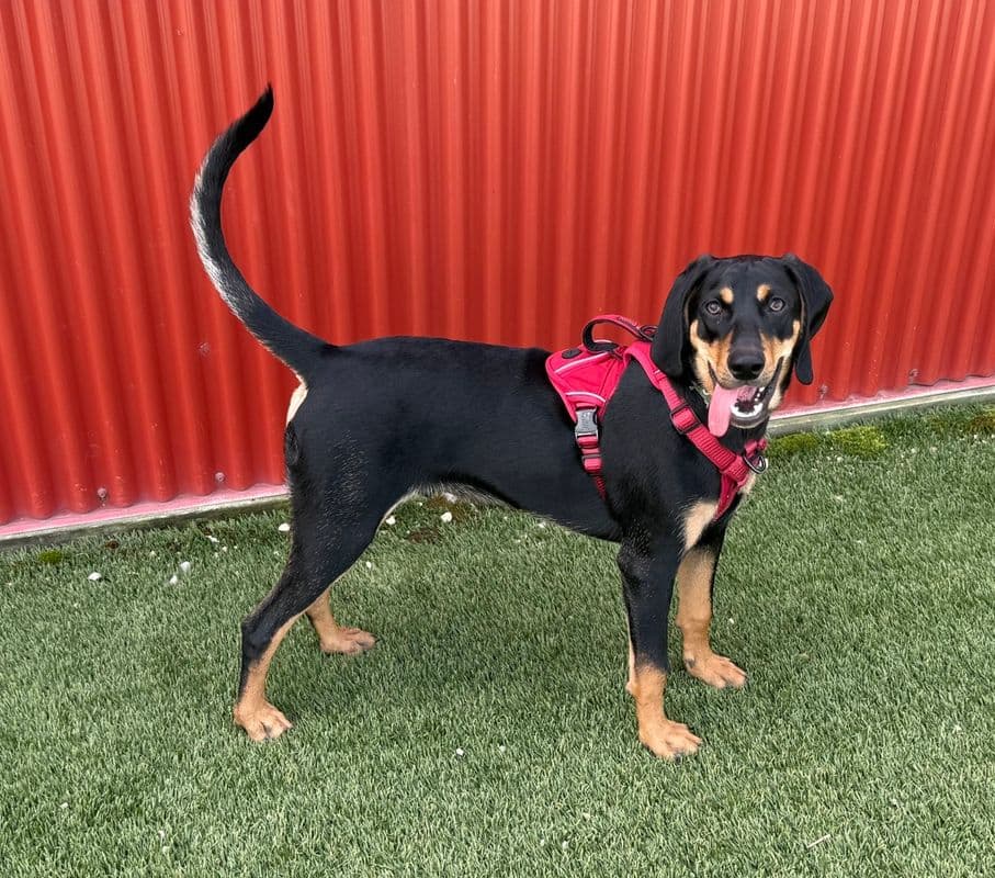 Ricky - Redbone Coonhound available for adoption