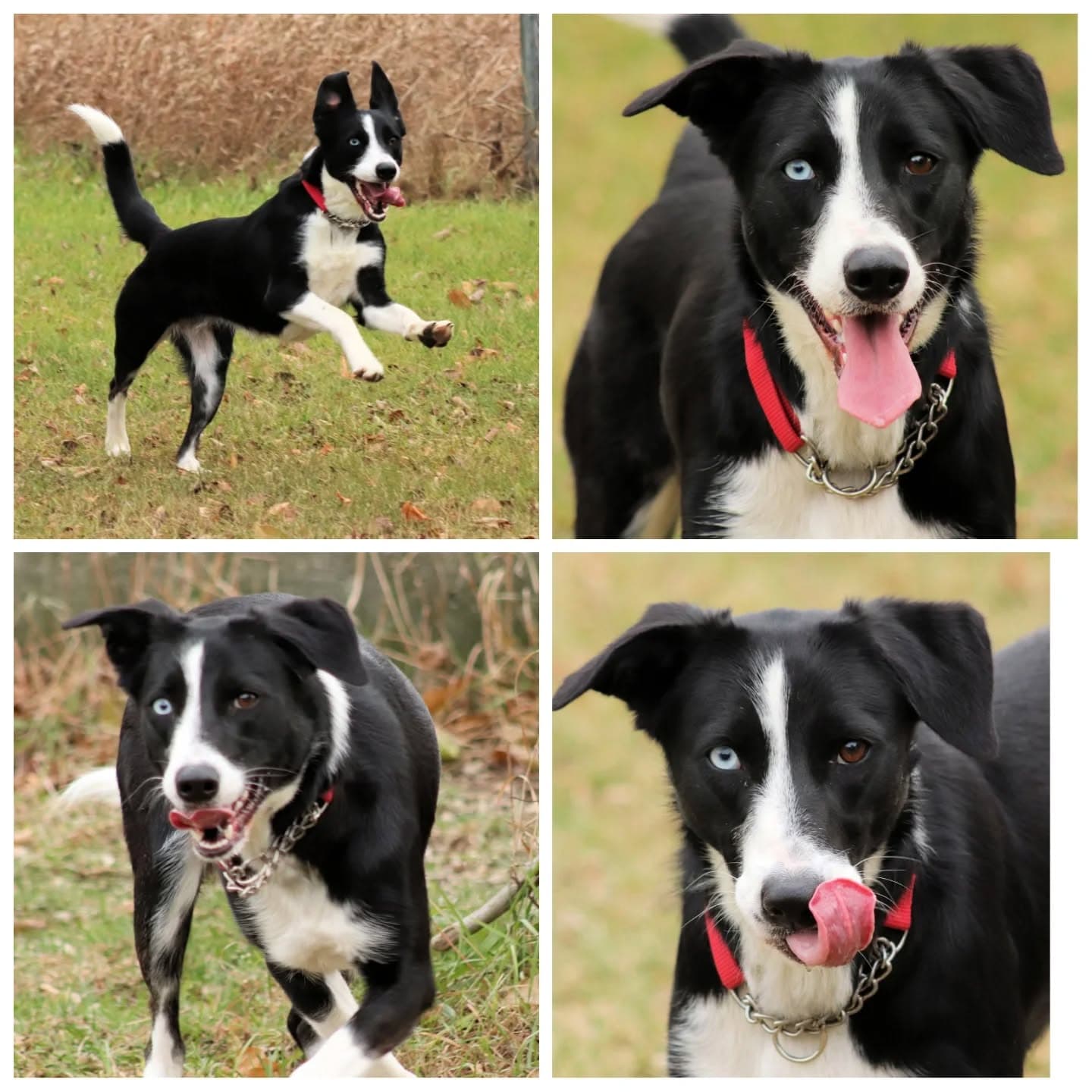 Gypsy - Border Collie / Lab mix available for adoption in Calgary