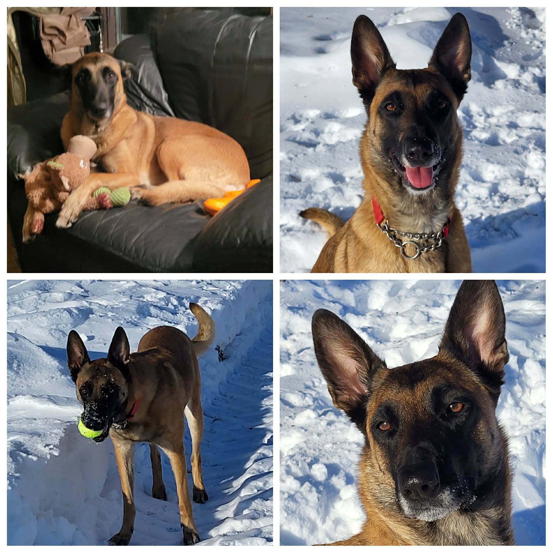 Hero - Belgian Malinois available for adoption in Calgary