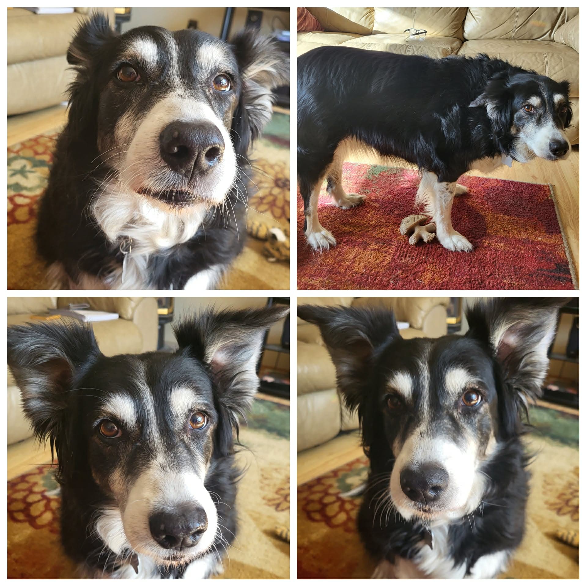 Heidi - Border Collie available for adoption in Calgary