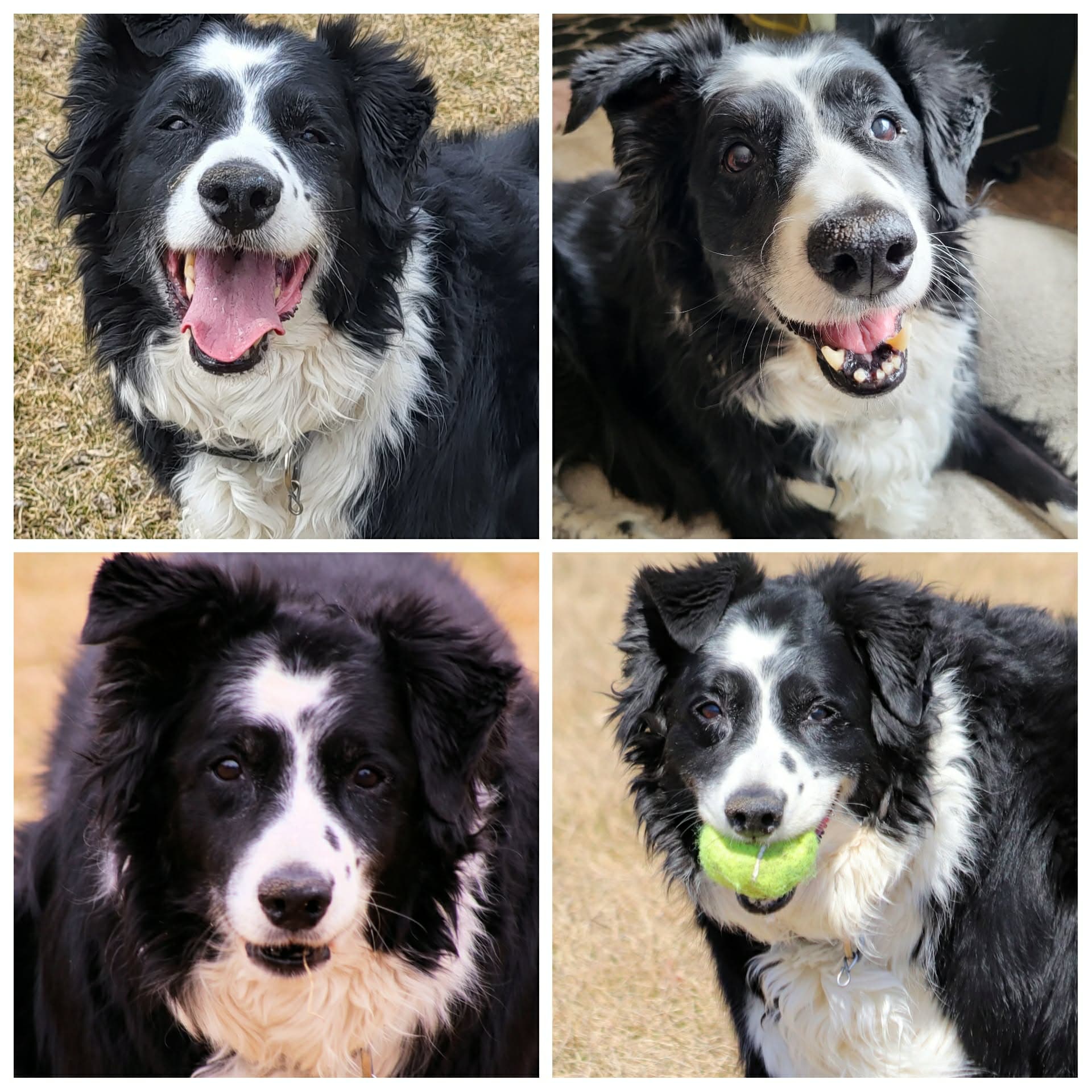 Freckles - Border Collie available for adoption in Calgary