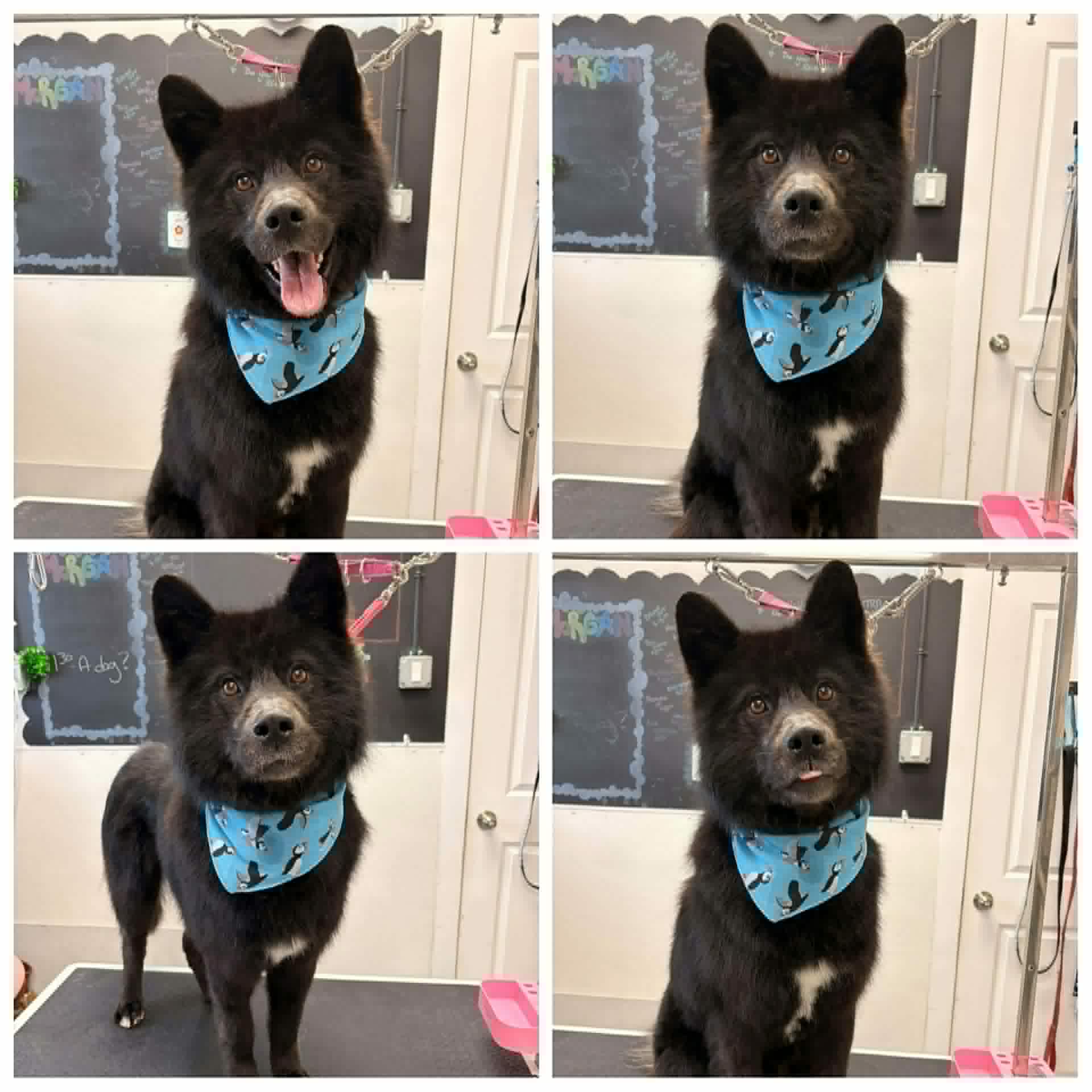 Moses - Border Collie/Husky available for adoption in Calgary