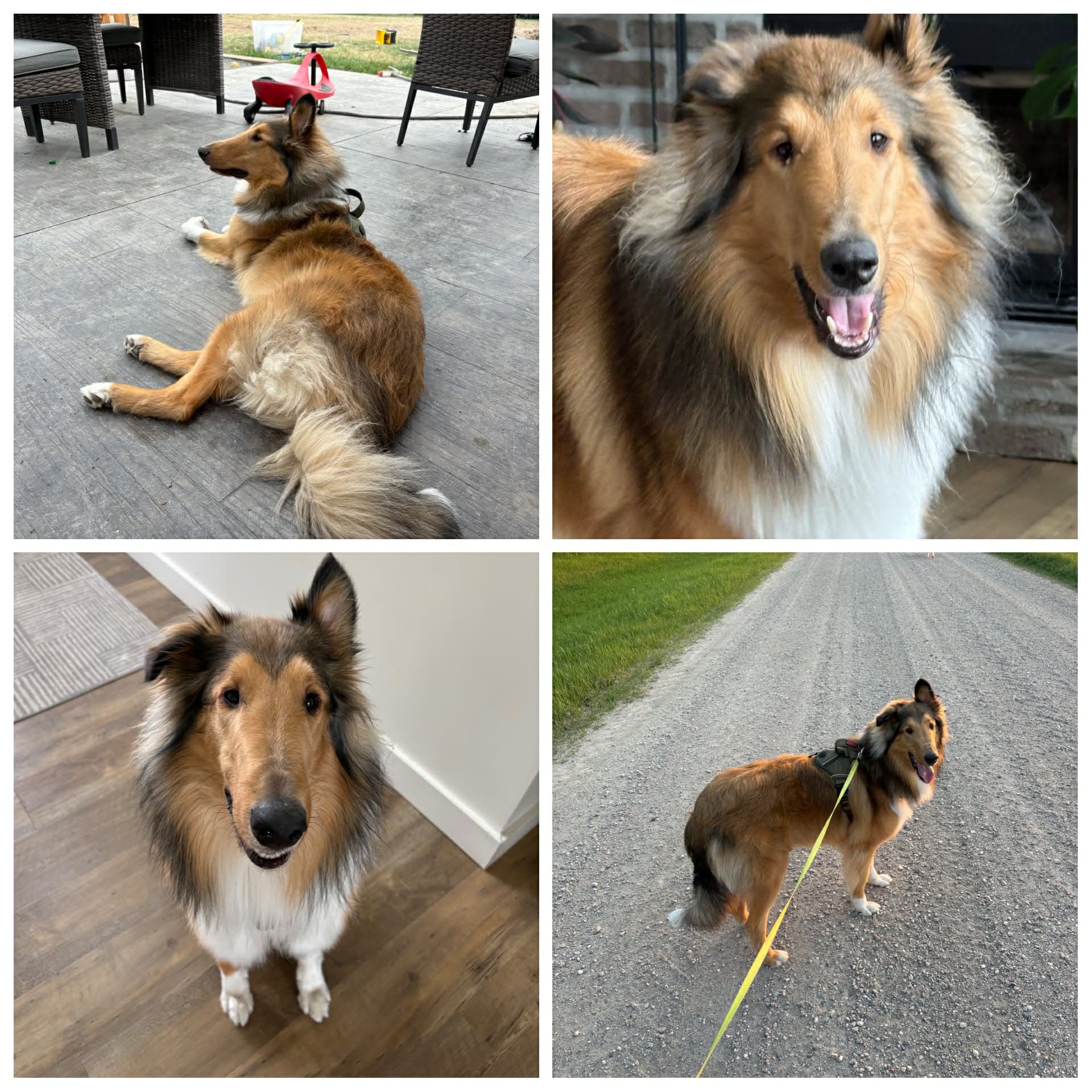 Moose - Rough Collie available for adoption at Hull's Haven Border Collie Rescue in Winnipeg