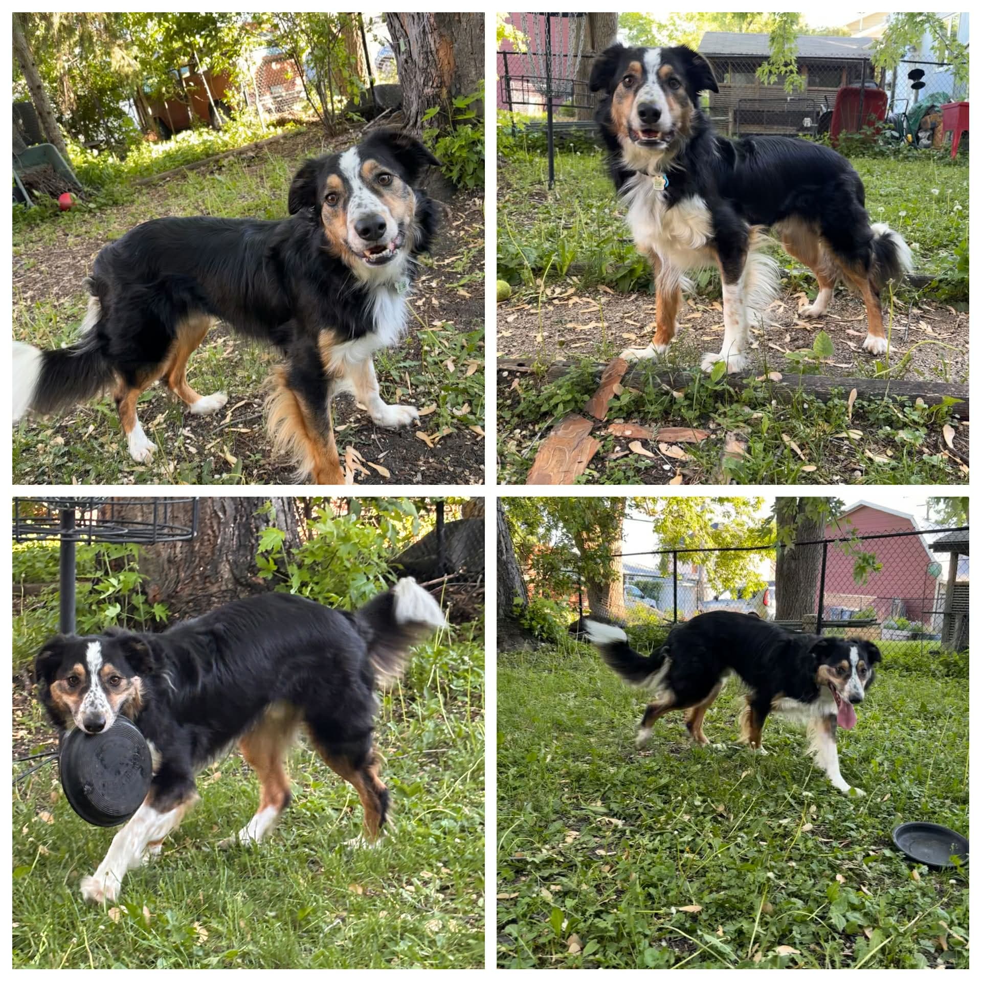 Shamus - Border Collie/Australian Shepherd available for adoption at Hull's Haven Border Collie Rescue in Winnipeg