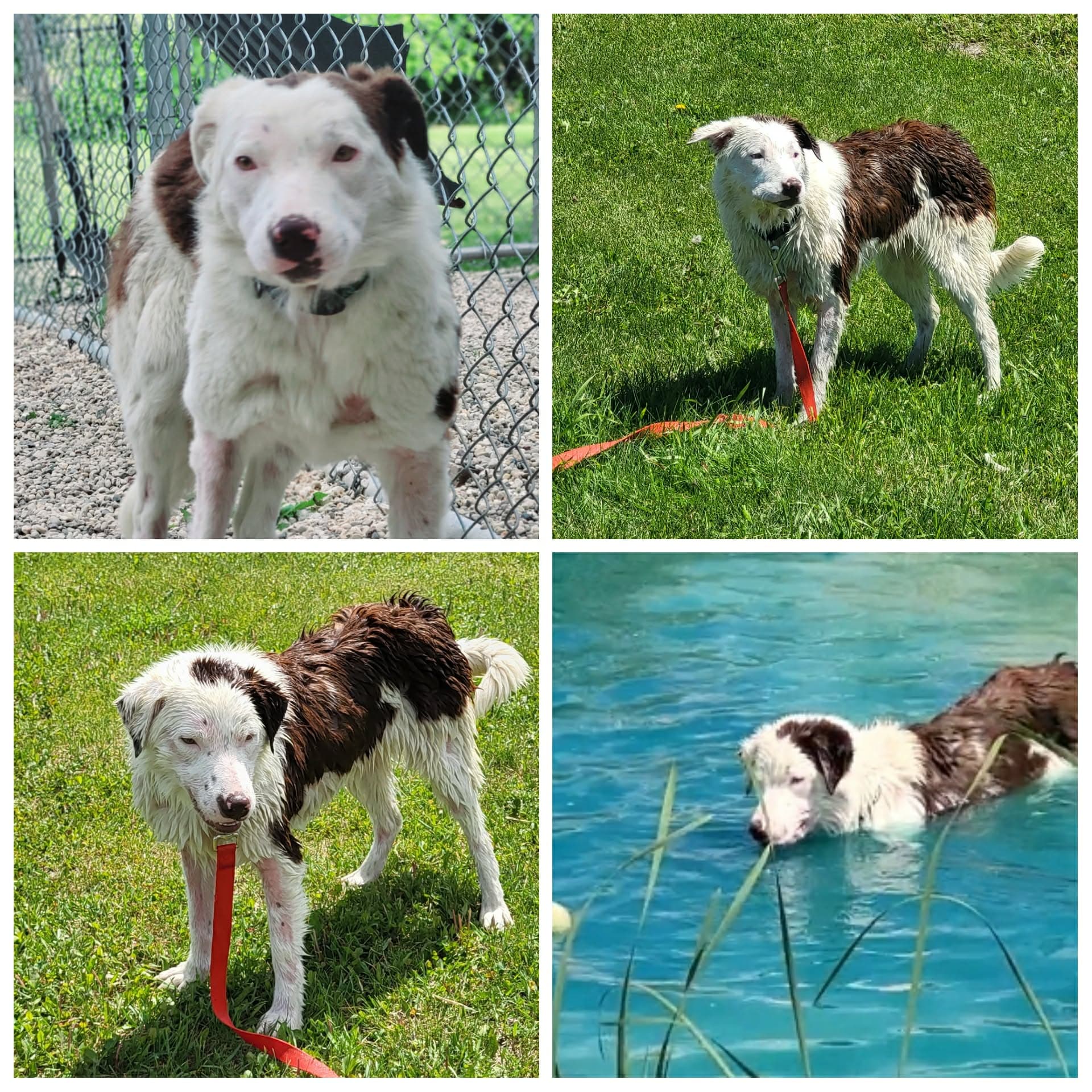 Twix - Border Collie / Australian Shepherd mix available for adoption at Hull's Haven Border Collie Rescue in Winnipeg