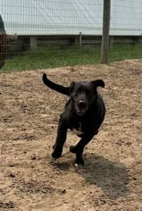 Lark - Collie Cross available for adoption at We All Need a Rescue in Saskatoon
