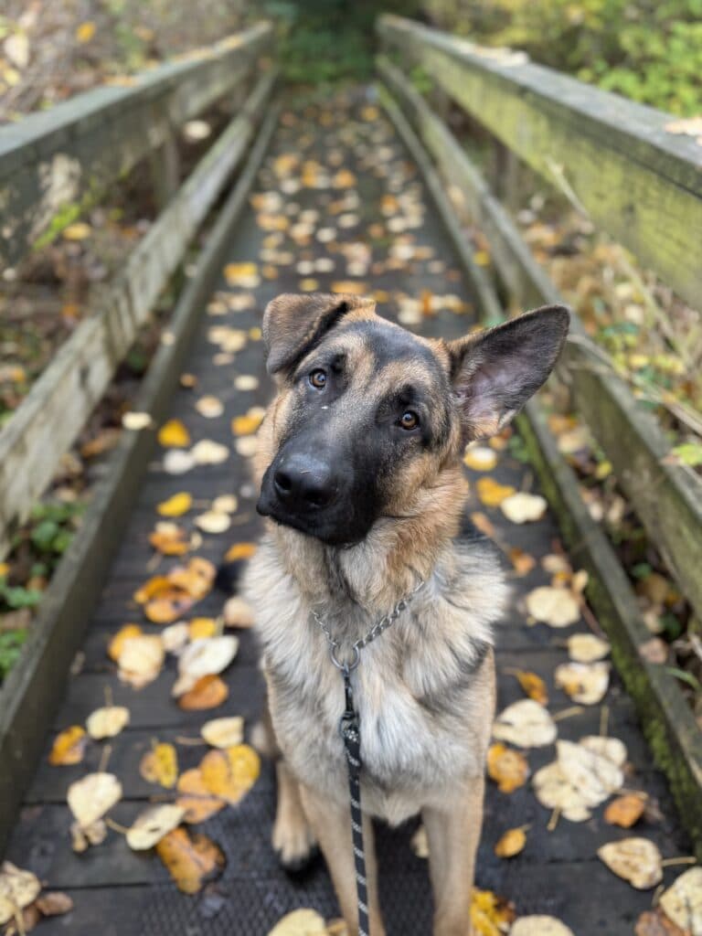 Maple - Mixed Breed available for adoption at Langley Animal Protection Society in British Columbia