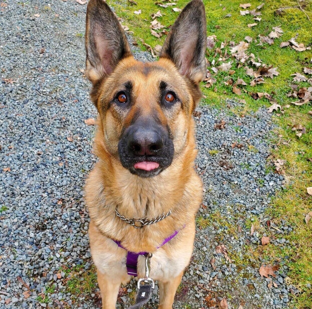 Brandy - Mixed Breed available for adoption at Langley Animal Protection Society in British Columbia