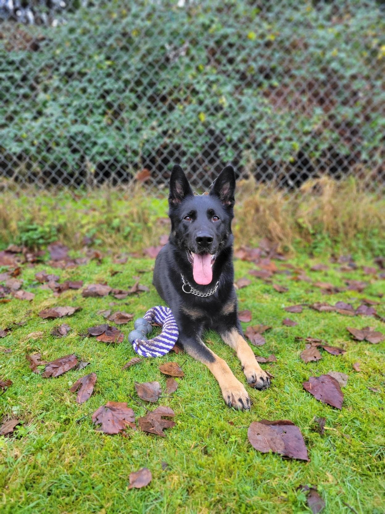 Tootsie - Mixed Breed available for adoption at Langley Animal Protection Society in British Columbia