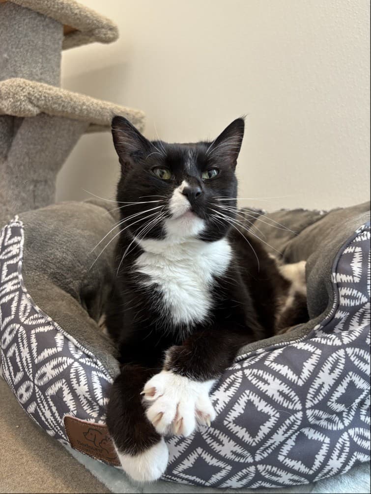 Chloe - Domestic Shorthair cat available for adoption in Calgary