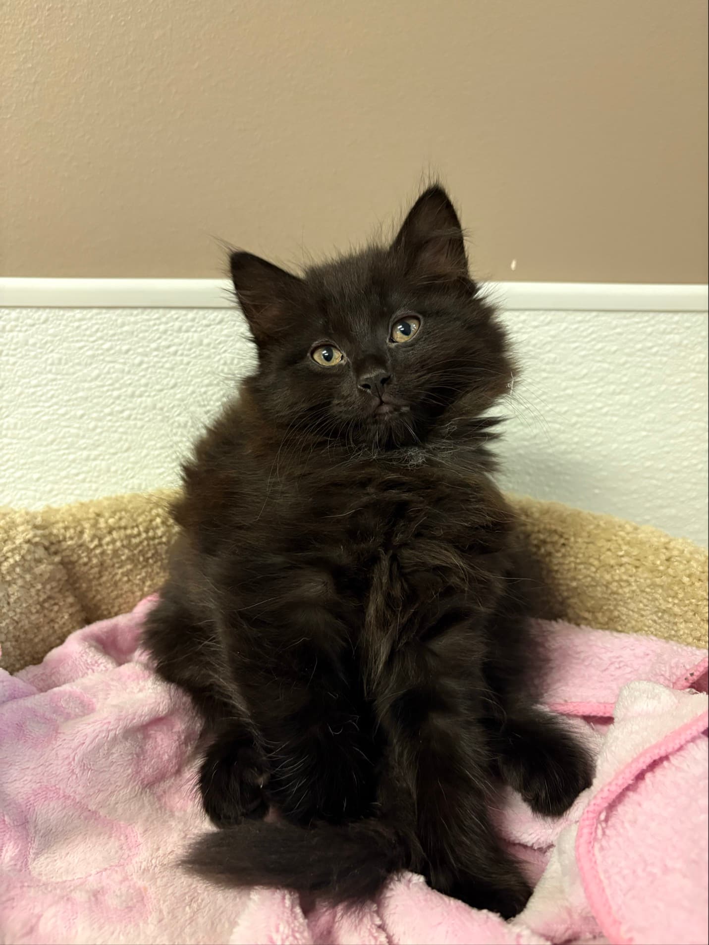 Ann Margrock - Domestic Shorthair cat available for adoption in Calgary