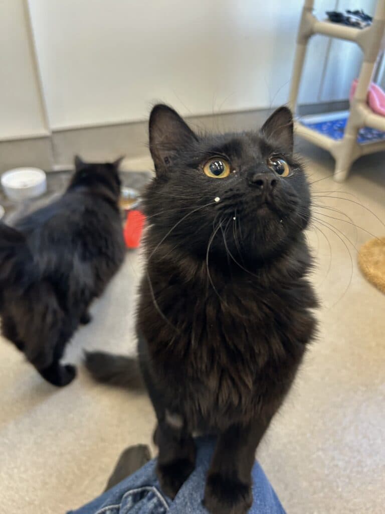 Chanel & Dior - Domestic Shorthair cat available for adoption at Langley Animal Protection Society in British Columbia