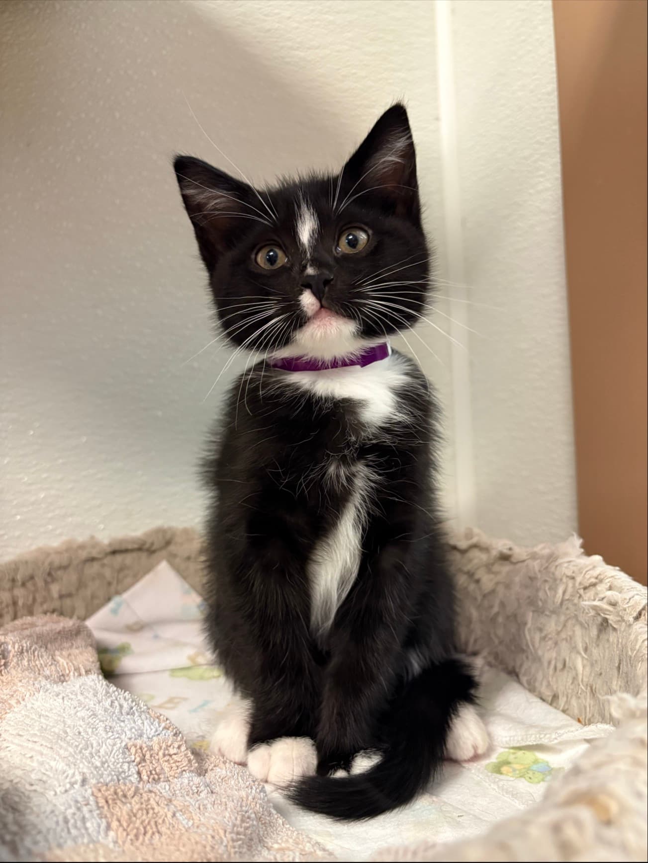 Pearl - Domestic Shorthair cat available for adoption at Langley Animal Protection Society in British Columbia
