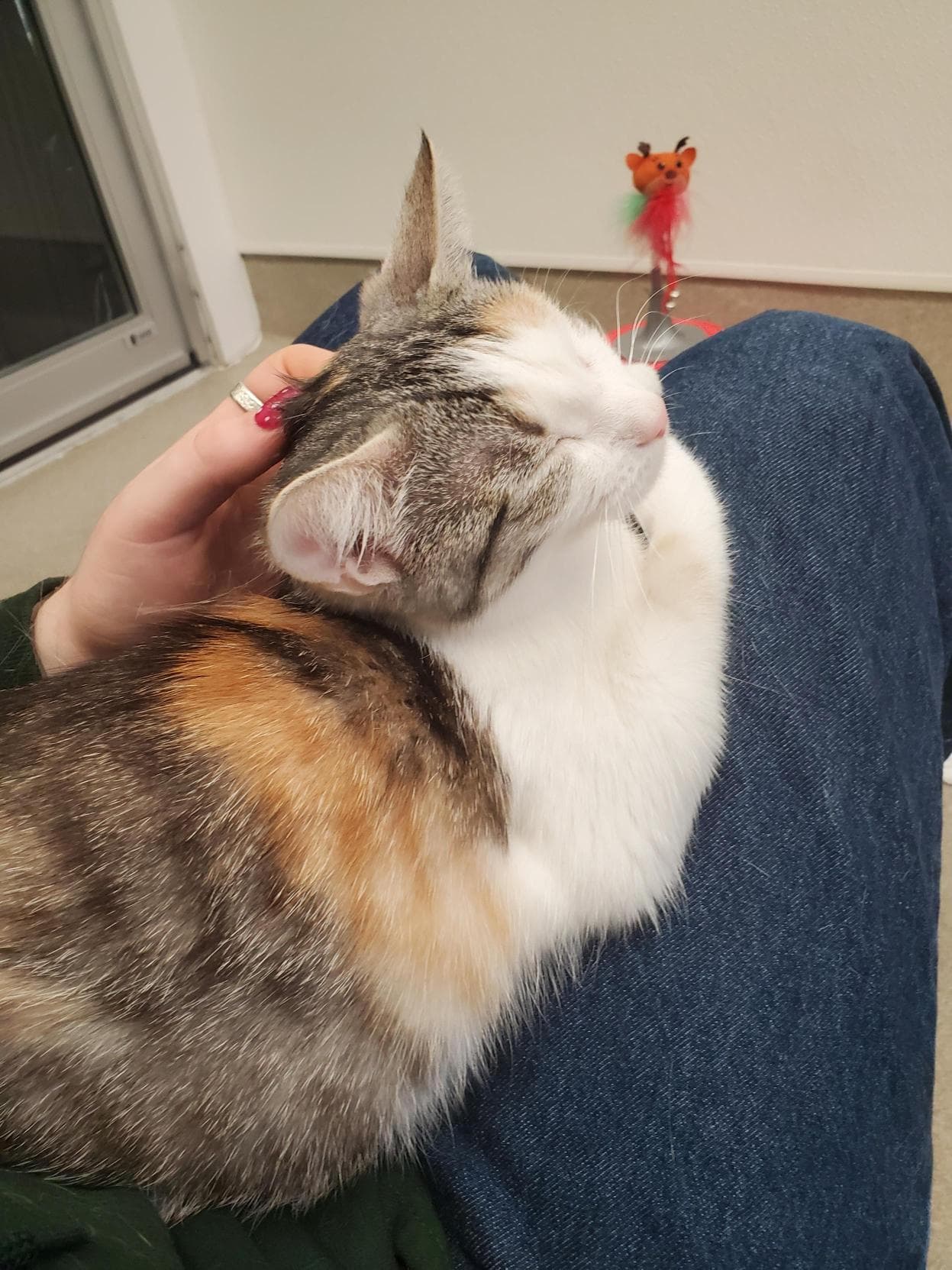 Skye - Domestic Shorthair cat available for adoption at Langley Animal Protection Society in Vancouver