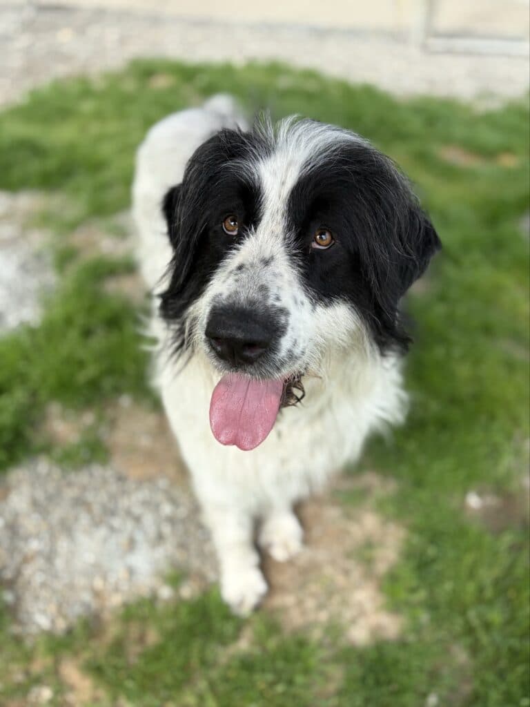 Willow - Mixed Breed available for adoption at Langley Animal Protection Society in British Columbia