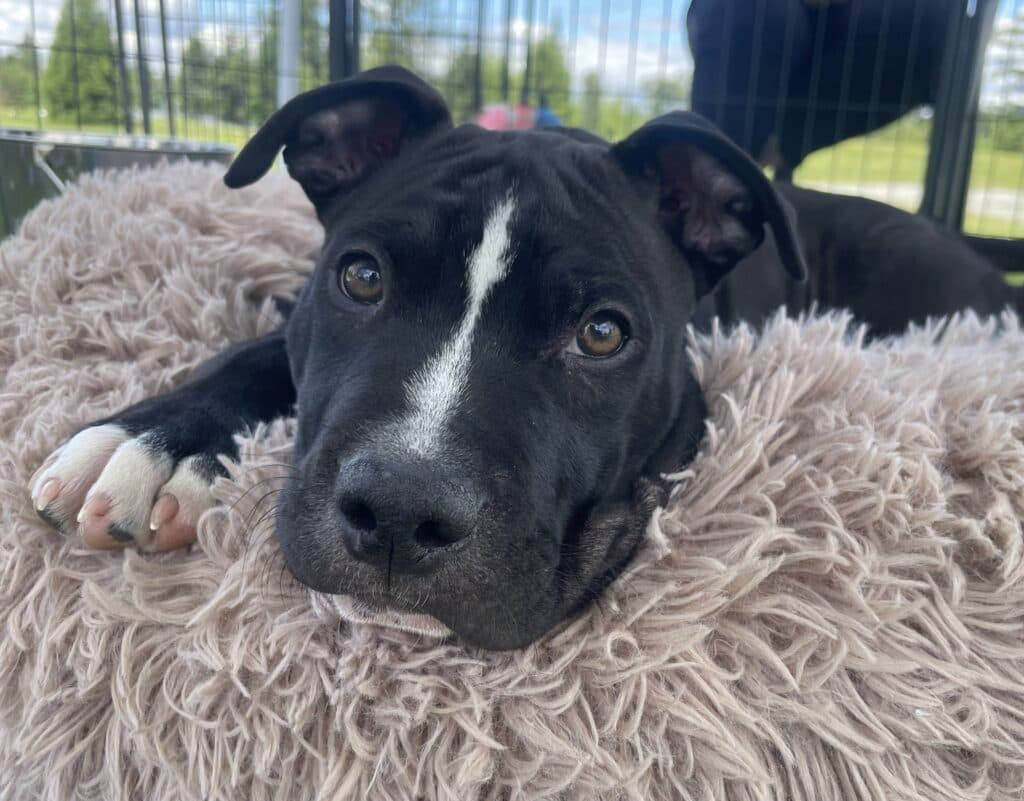 Batman - Mixed Breed available for adoption at Langley Animal Protection Society in Vancouver